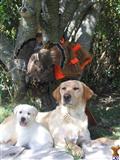 labrador retriever puppy posted by whitefaceriverrun