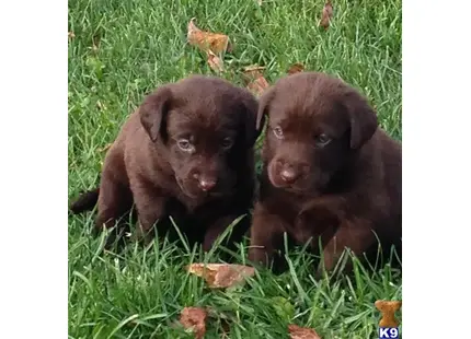 Labrador Retriever