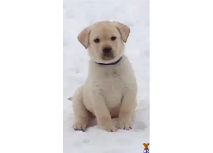 Labrador Retriever