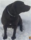 Cooper Lee Latte available Labrador Retriever puppy located in SAGINAW