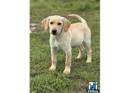 a labrador retriever dog standing on grass