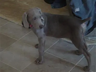 Weimaraner puppy for sale