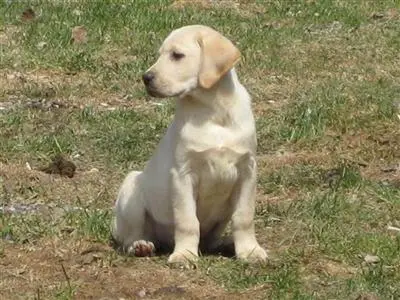 Labrador Retriever puppy for sale