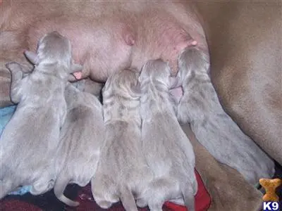 Weimaraner puppy for sale