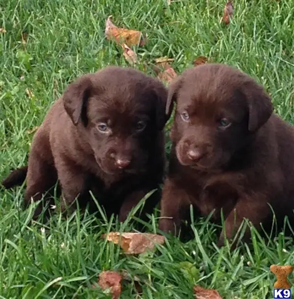 Labrador Retriever puppy for sale