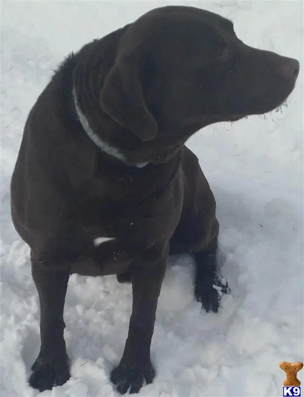 Labrador Retriever stud dog