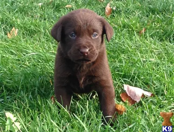 Labrador Retriever puppy for sale