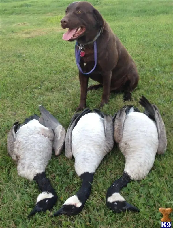 Labrador Retriever stud dog