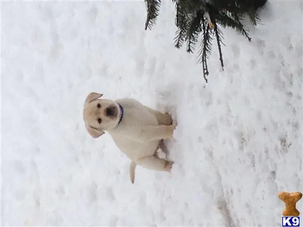 Labrador Retriever puppy for sale