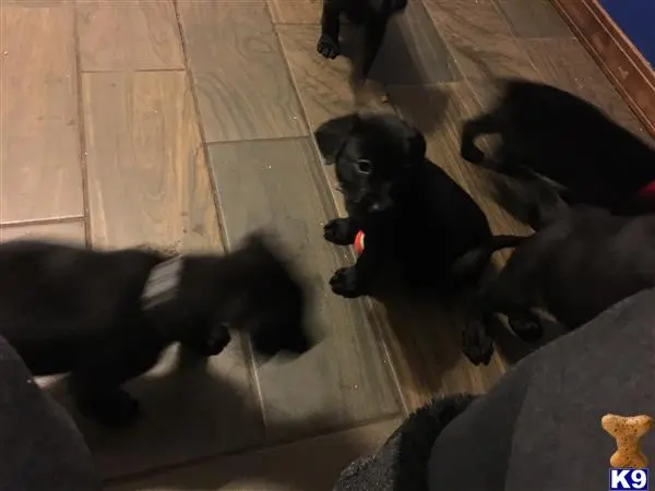 Labrador Retriever puppy for sale