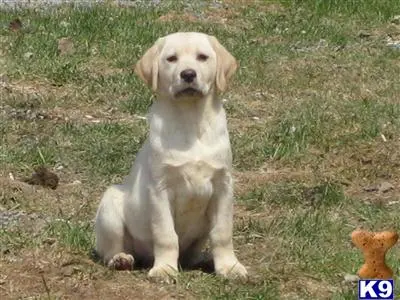 Labrador Retriever puppy for sale