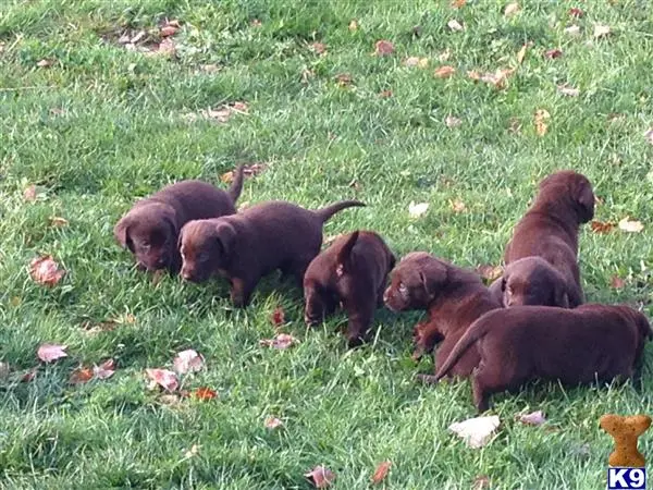 Labrador Retriever puppy for sale