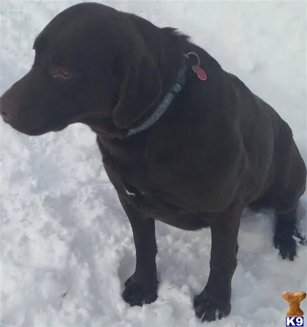 Labrador Retriever stud dog