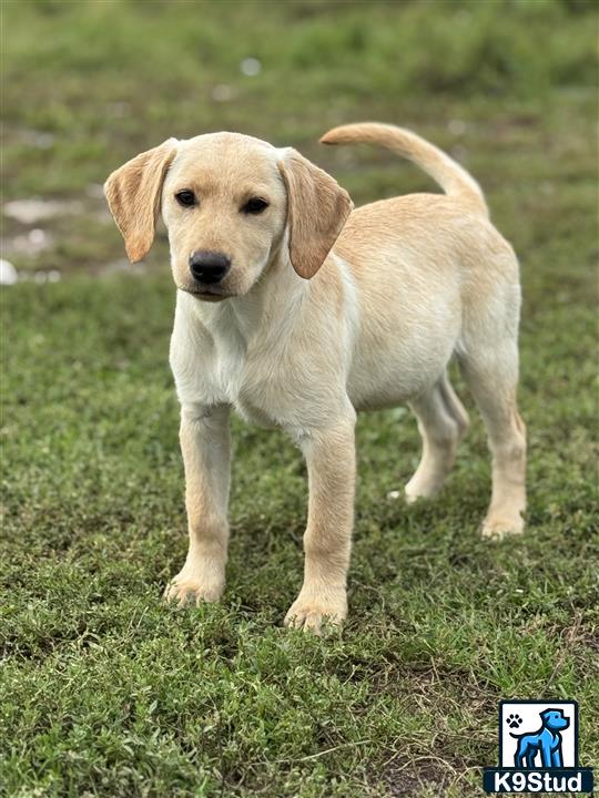 a labrador retriever dog standing on grass