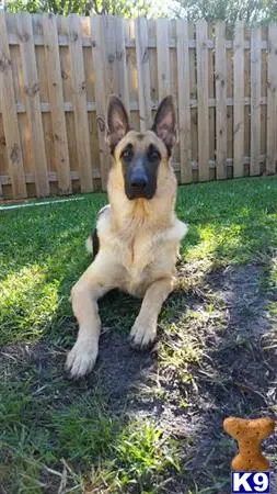 German Shepherd stud dog