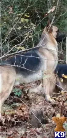 German Shepherd stud dog