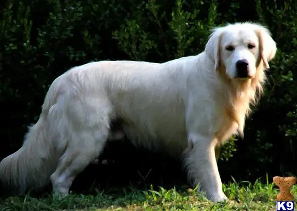 Golden Retriever stud dog