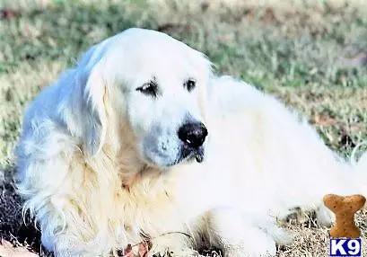 Golden Retriever stud dog