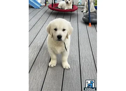 a golden retriever dog sitting on a wood floor
