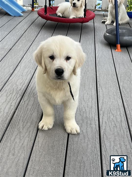 a golden retriever dog sitting on a wood floor