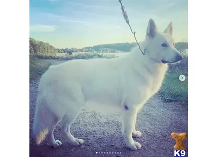 White Swiss Shepherd