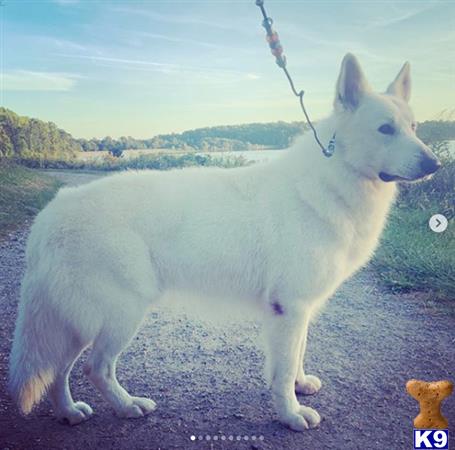 a white swiss shepherd dog with a leash