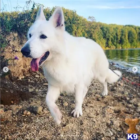 White Swiss Shepherd stud dog