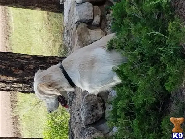 Golden Retriever stud dog