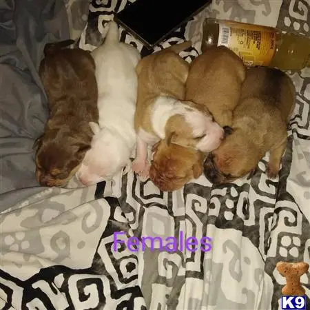 American Bully puppy for sale