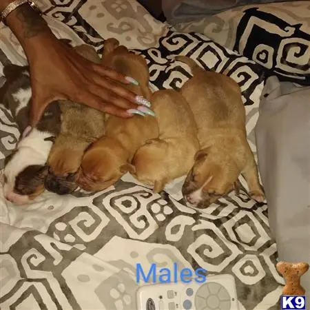 American Bully puppy for sale