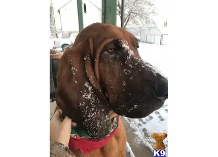 Bloodhound