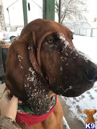 Bloodhound stud dog