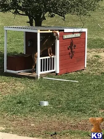 Bloodhound stud dog