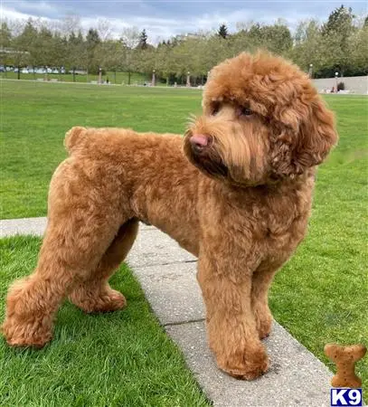 Whoodle stud dog