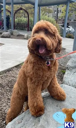 Whoodle stud dog