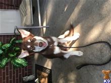 alaskan malamute puppy posted by whostens