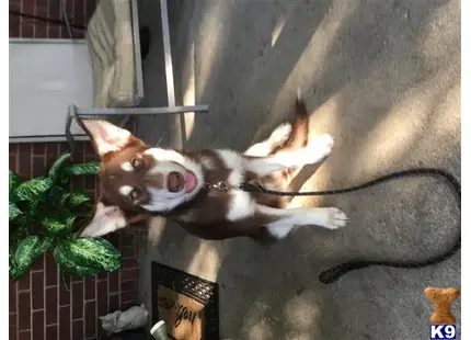 Alaskan Malamute