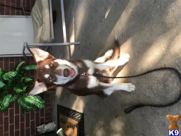 Alaskan Malamute