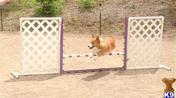 Pembroke Welsh Corgi stud dog