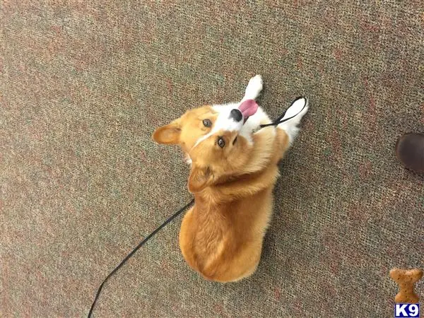 Pembroke Welsh Corgi stud dog