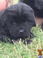 newfoundland puppy posted by widmar9
