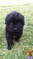 newfoundland puppy posted by widmar9