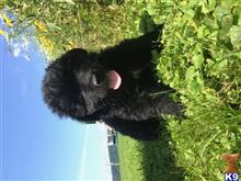 newfoundland puppy posted by widmar9