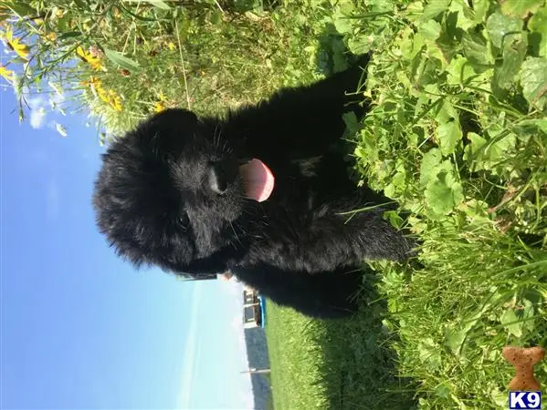 Newfoundland puppy for sale