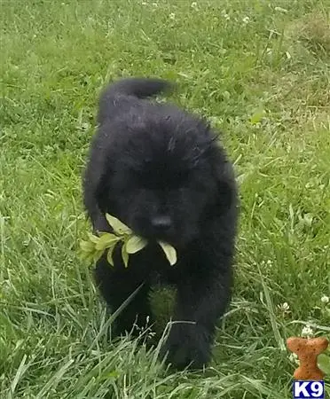 Newfoundland puppy for sale