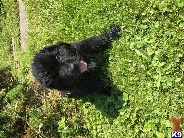 Newfoundland puppy for sale