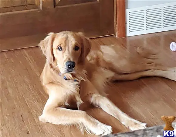 Golden Retriever stud dog