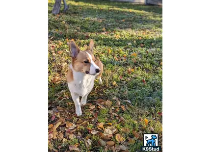 Pembroke Welsh Corgi
