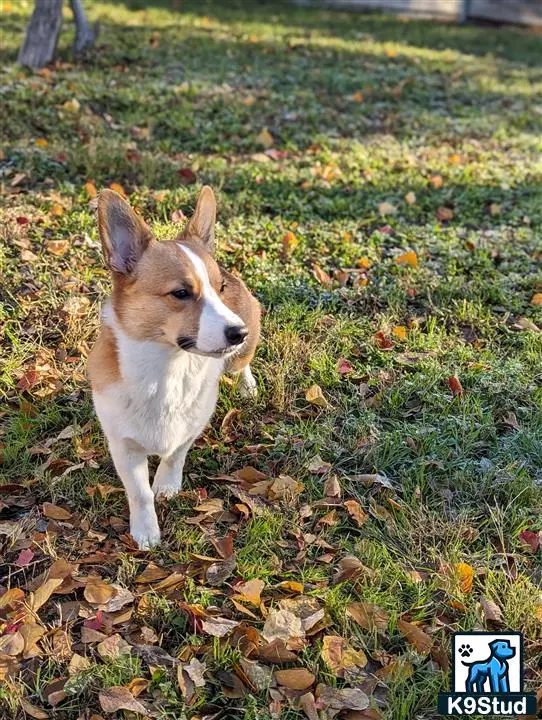 Pembroke Welsh Corgi female dog