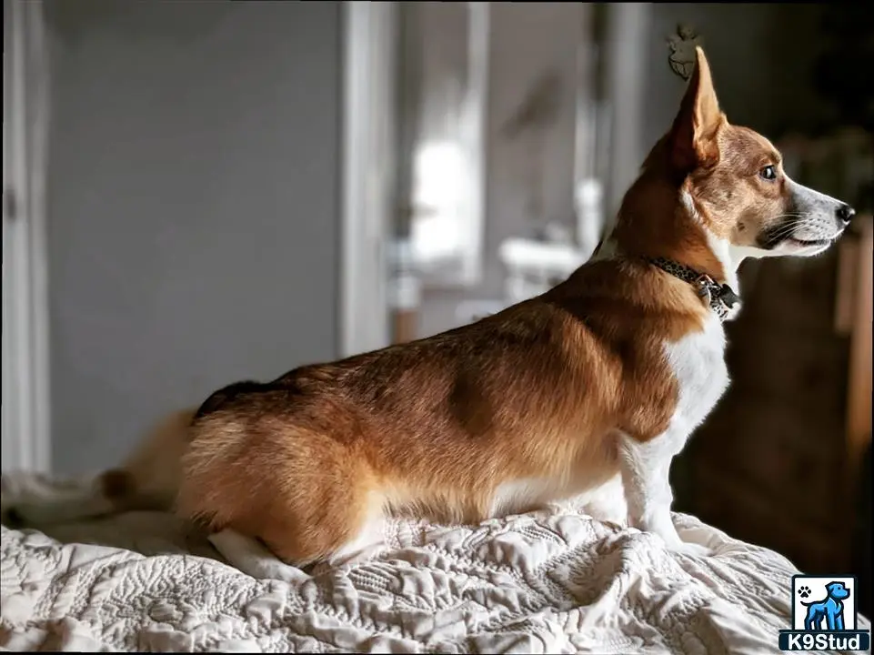 Pembroke Welsh Corgi female dog